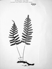 Polypodium vulgare image